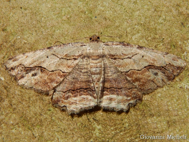 Menophra abruptaria Geometridae